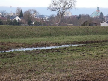 Spacer po Sieradzu w ramach Zimowego Ptakoliczenia 2025, 